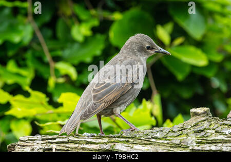 I capretti starling, nome scientifico: Sturnus vulgaris, rivolto verso destra e arroccato su un log in giardino naturale habitat. Sfocato foglia verde dello sfondo. Foto Stock