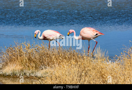 Coppia di James fenicotteri (Phoenicoparrus jamesi), Eduardo Avaroa riserva nazionale, Salar de Uyuni, Bolivia Foto Stock