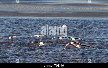 Flying James fenicotteri (Phoenicoparrus jamesi), Eduardo Avaroa riserva nazionale, Salar de Uyuni, Bolivia Foto Stock