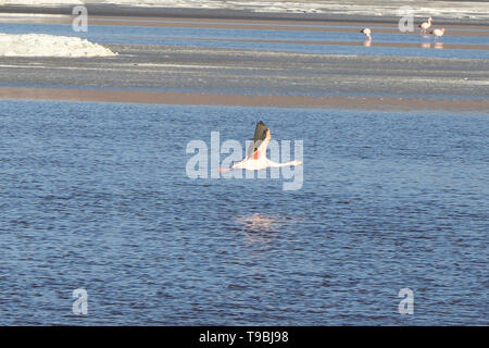 Flying James flamingo (Phoenicoparrus jamesi), Eduardo Avaroa riserva nazionale, Salar de Uyuni, Bolivia Foto Stock