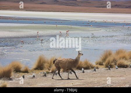 Una lama e una flamboyance di James, andino e Fenicotteri cileni su Laguna Hedionda, Salar de Uyuni, Bolivia Foto Stock