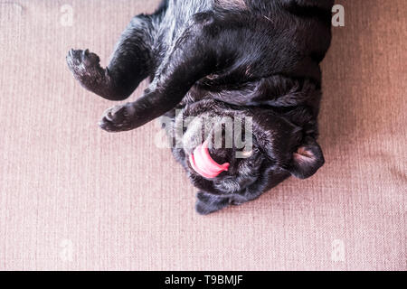 Funny dolce cane pug going crazy giocando solo sul divano di casa - bel cucciolo pet in posizione di retromarcia hanno divertimento - animale domestico il concetto di sfondo Foto Stock