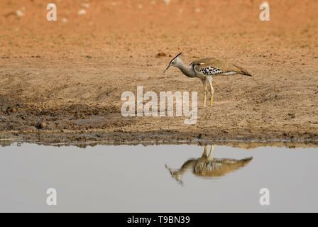 Kori Bustard - Ardeotis kori, di massa grande uccello dalle savane africane, il Parco Nazionale di Etosha, Namibia. Foto Stock