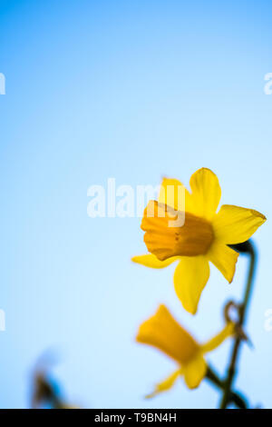 L'immagine verticale di Yellow Daffodils defocalizzata contro il cielo chiaro sfondo blu Foto Stock