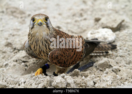 Faucon crécerelle. Falco tinnunculus. Foto Stock