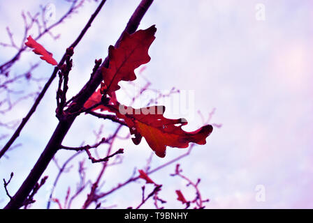 Asciugare lo scorso anno il marcio quercia rossa foglie sul ramo, cielo blu, sfondo morbido sfondo sfocato Foto Stock