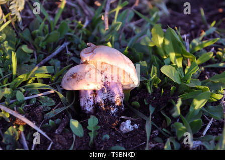 Legno blewit (Clitocybe nuda o Lepista nuda) funghi, raccolte di posa su sfondo di erba Foto Stock