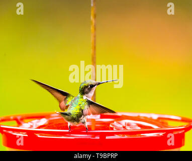 Hummingbird femmina catturata in un ballerino-simili pone con le sue ali distese, in piedi su un rosso hummingbird alimentatore. Foto Stock