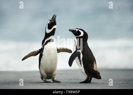 Di corteggiamento di i pinguini di Magellano, Isole Falkland. Foto Stock