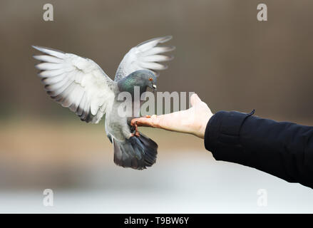 Close up di un Feral pigeon mangiare da mano. Foto Stock