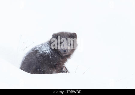 In prossimità di una volpe artica giacente sulla neve in inverno, Islanda. Foto Stock