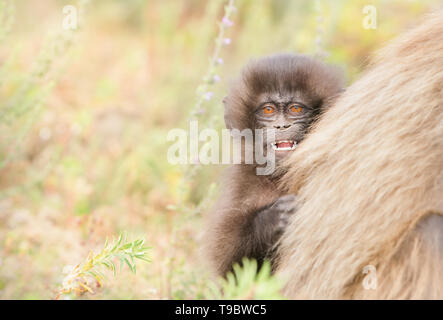 In prossimità di una giovane scimmia Gelada curiosamente guardando da dietro la sua mamma, Etiopia. Foto Stock