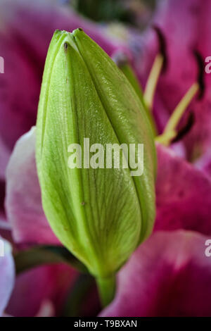 Giglio colore rosa flower bud close up - Lilium sp. 01 Foto Stock