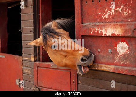 Cavallo marrone in piedi nella stalla con testa guardando fuori e che mostra la linguetta e denti mentre rosicchia nel legno della porta Foto Stock