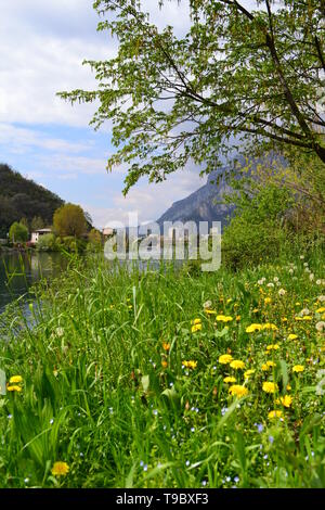 Molla di bella vista del fiume Adda, che scorre dal lago di Como, la città di Lecco e una molla prato con giallo fioritura di tarassaco e alberi. Foto Stock