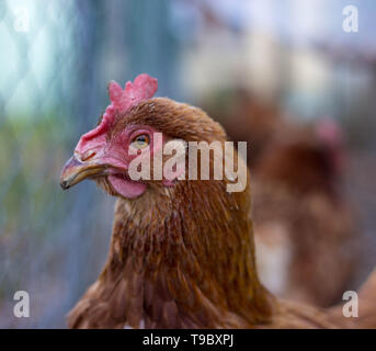 Pollo Close-up Foto Stock