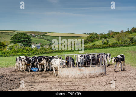 Un terreno coltivabile di scena sul rame testa, Cornwall, essa mostra un buon numero di manzi godendo di alimenti speciali messi fuori dall'agricoltore in uno splendido ambiente rurale. Foto Stock