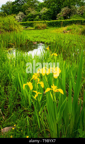 Bandiera gialla Iris con un laghetto Maggio 2019 Foto Stock