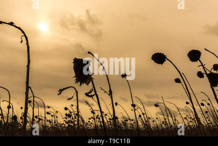 I girasoli appassiti lasciare i loro capi appesi Foto Stock