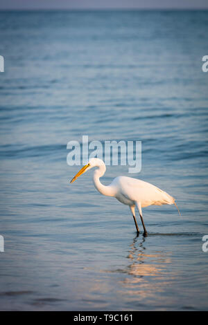 Airone bianco maggiore (Ardea alba), o comune Garzetta su una spiaggia in Southwest Florida, Naples, Florida, Stati Uniti d'America Foto Stock