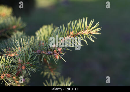 Abete verde rami, nuovi germogli e aghi sullo sfondo della natura, soft focus Foto Stock