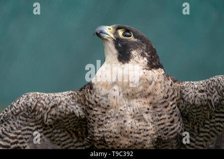 Peregreen falcon, uccello da preda, fotografata nel Drakensberg montagne vicino Cathkin Peak, Kwazulu Natal, Sud Africa Foto Stock