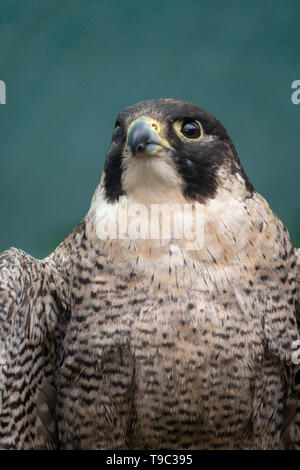 Peregreen falcon, uccello da preda, fotografata nel Drakensberg montagne vicino Cathkin Peak, Kwazulu Natal, Sud Africa Foto Stock