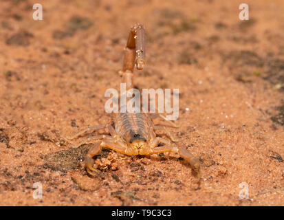 Vista frontale di una corteccia a strisce Scorpion con il suo stinger sollevato oltre il suo retro, pronto per un attacco Foto Stock