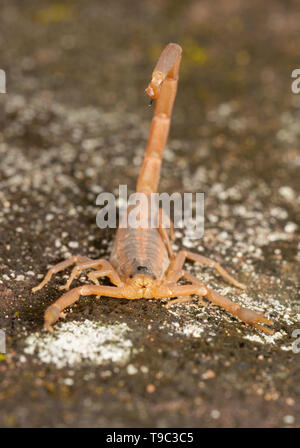 Vista di testa di una corteccia a strisce Scorpion con il suo pungiglione sopra la sua schiena pronto per entrare in azione Foto Stock