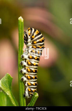 Quarto di instar orientale a coda di rondine nero butterfly caterpillar in appoggio su un gambo di prezzemolo Foto Stock