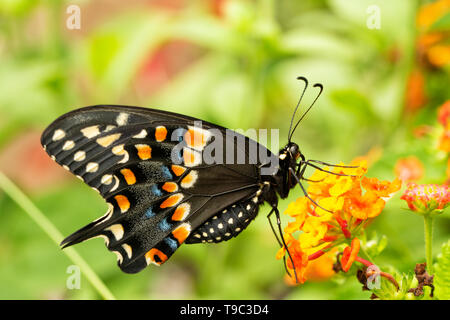 Orientale a coda di rondine nero butterfly alimentazione su un giallo e arancione lantana fiore nel giardino estivo, vista ventrale Foto Stock