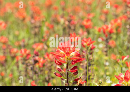 Castilleja indivisa, Texas Indian Paintbrush flower su un soleggiato prato primavera Foto Stock