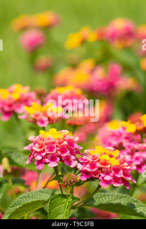 Vivacemente colorato Lantana fiori che sbocciano in estate Foto Stock