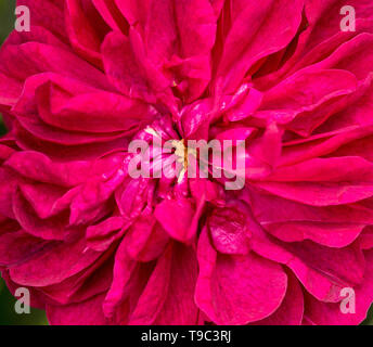 Close up di rosso rosa ad arbusto - Rosa Darcey Bussell. Foto Stock