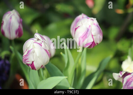 Piuttosto bianco e viola striped tulipani parzialmente fiorì in un lussureggiante giardino verde Foto Stock