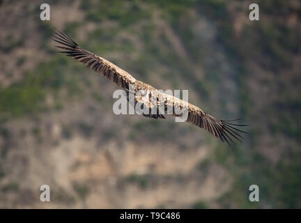 L'Himalayan Grifone è un vecchio mondo vulture nella famiglia Accipitridae. Questa specie si trova lungo l'Himalaya e l annesso il Tibetano plat Foto Stock