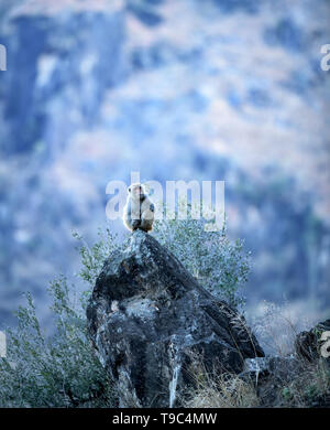 L'Himalayan macaco rhesus seduti sulla punta di una roccia una scena sul modo di spiti valley, è una delle più note specie di scimmie del Vecchio Mondo. Foto Stock