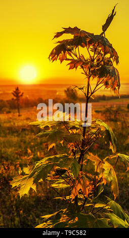 Maple a sunrise in controluce. Foto Stock