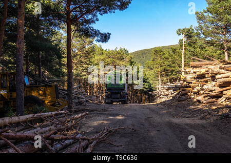 Tronchi ammucchiati nelle vicinanze percorso di foresta in attesa di trasformarli in pellet mediante un carrello di frantumazione Foto Stock