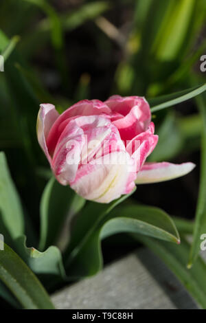 "Foxtrot' doppio Inizio Tulip, Tidig fylld tulpan (Tulipa gesneriana) Foto Stock