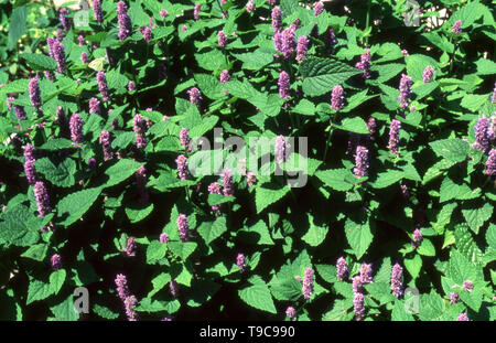 Anice issopo (AGASTACHE FOENICULUM) noto anche come gigante blu issopo, fragrante o issopo lavanda GIANT issopo. Foto Stock