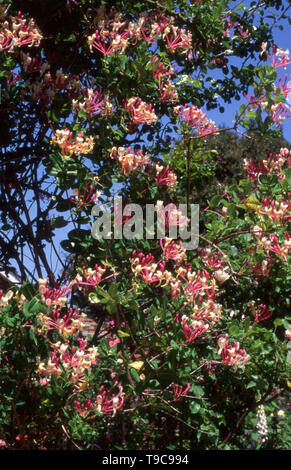 Caprifoglio olandese (LONICERA PERICLYMENUM) noto anche come comune o unione caprifoglio o WOODBINE. Foto Stock