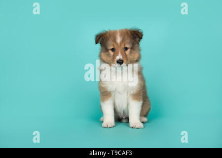 Carino shetland sheepdog cucciolo seduto su uno sfondo blu guardando la telecamera Foto Stock