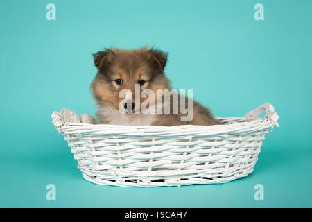 Shetland sheepdog cucciolo sdraiato in un cesto bianco su sfondo blu Foto Stock