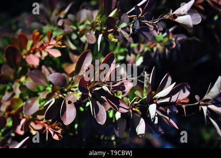 Rosso scuro crespino foglie e spine su ramoscelli, organico texture di sfondo Foto Stock