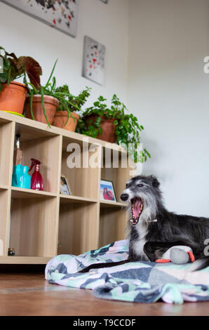 Cane sbadigliare all'interno di una casa che giace in un letto di cane Foto Stock