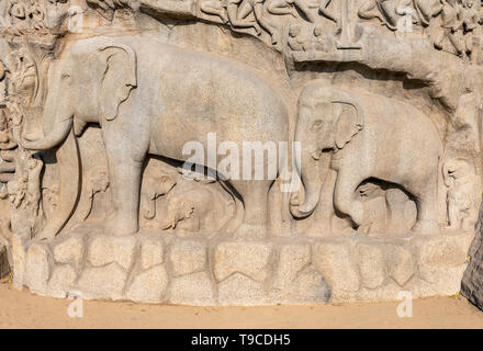 Dettaglio di elefanti a Arjuna la penitenza (Discesa del Gange) rilievo, Mahabalipuram (Mamallapuram), India Foto Stock