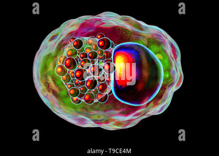 Chlamydia trachomatis batteri, illustrazione Foto Stock