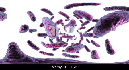 Batteri enterobacteriaceae, illustrazione Foto Stock