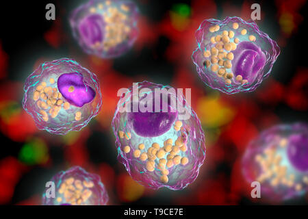 Schiuma di macrofago cellula, illustrazione Foto Stock